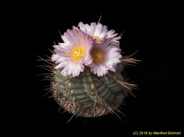 Thelocactus hexaedrophorus v. fossulatus 1613